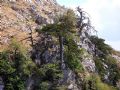 Pinus leucodermis